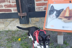 katzenbesuch1