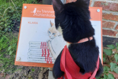 katzenbesuch2